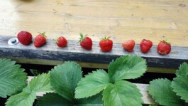  Robinson Bauspielplatz